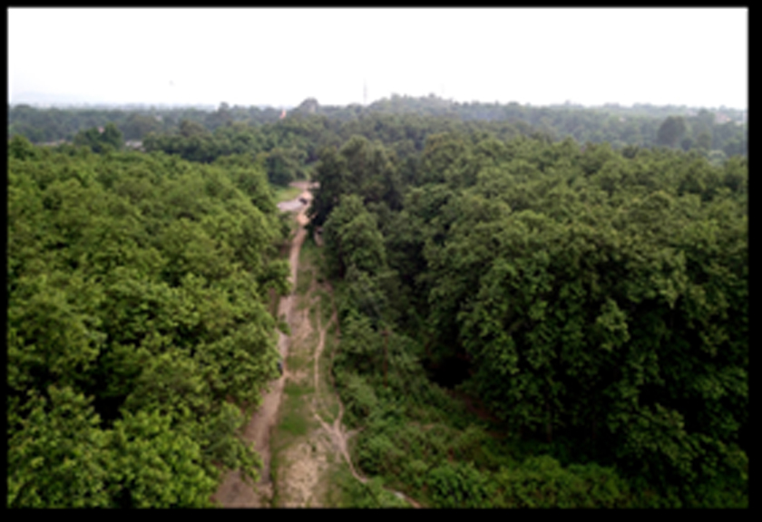 Koyala