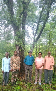 Kala Dhawada Tree
